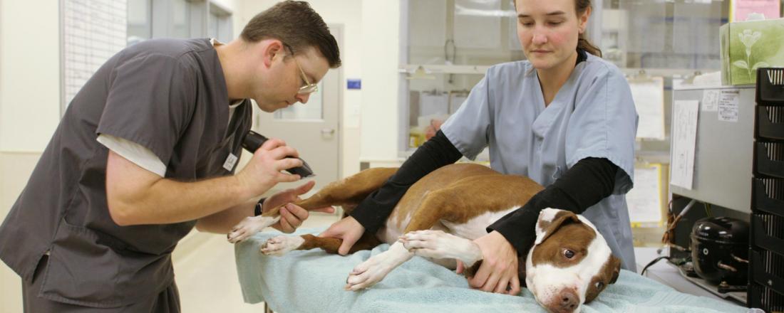 Who Should Be a Veterinary Tech?