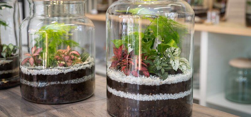 Why Terrarium Workshops are the Perfect Team Building Activity for Remote Teams